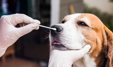 Should my pet be tested for COVID-19?