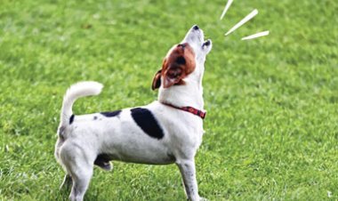 Best tips to stop dog barking