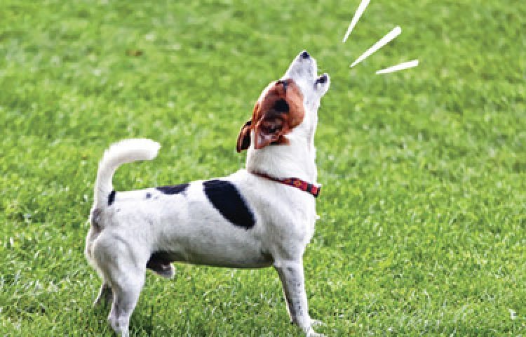 Best tips to stop dog barking