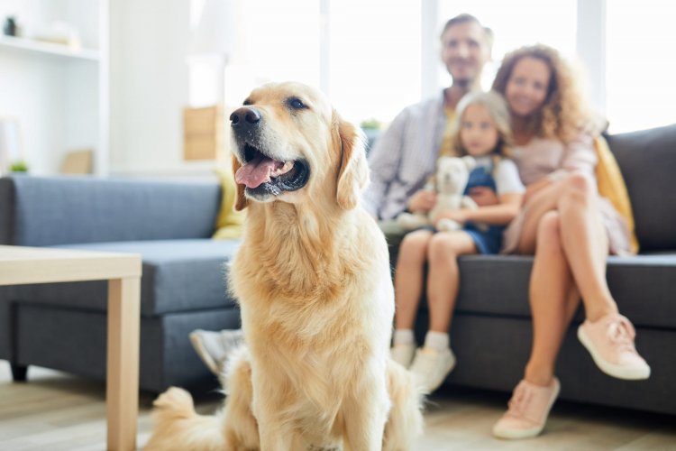 The following dog breeds are generally considered good for families due to their friendly and good-natured personalities: